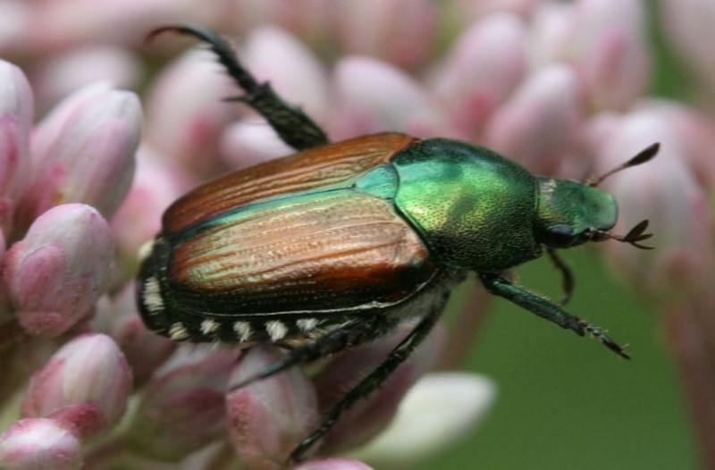 Popillia japonica 